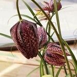 Fritillaria meleagris 葉