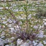 Salix daphnoides Habit