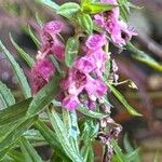 Angelonia biflora Virág