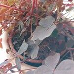 Oxalis spiralis Leaf