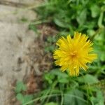 Hypochaeris radicata Flower