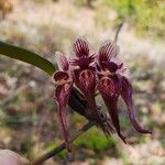 Bulbophyllum emarginatum Flower