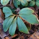 Helleborus niger Blatt