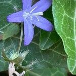 Campanula garganica Flor