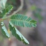 Desmanthus virgatus Leaf