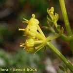 Cachrys sicula 花