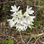 Nothoscordum borbonicum Flower