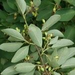 Cotoneaster multiflorus Leaf