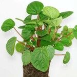 Peperomia albovittata ᱥᱟᱠᱟᱢ