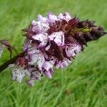 Orchis purpureaപുഷ്പം