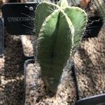 Isolatocereus dumortieri Hoja