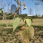 Croton urucurana Blatt