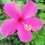 Hibiscus rosa-sinensis Fuelha