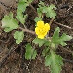 Ranunculus sardous Blomst