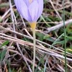 Crocus pulchellus 花