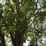 Nothofagus solandri Folha
