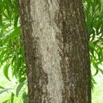 Acacia auriculiformis Bark