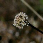 Teesdalia coronopifolia Fruit