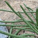 Euphorbia caput-medusae পাতা