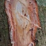 Trilepisium madagascariense Magamba