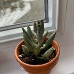 Adromischus cooperi Blad