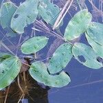 Potamogeton natans Leaf