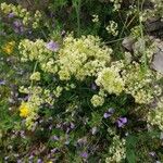 Galium × pomeranicum Цвят
