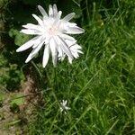 Crepis rubra Kvet