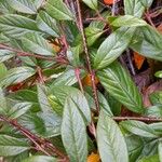 Cotoneaster salicifolius Leht