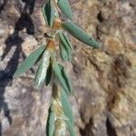 Polygonum maritimum Hostoa