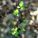 Berberis microphylla Лист