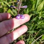 Scutellaria galericulata Flower
