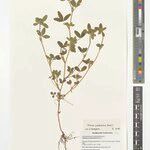 Trifolium pseudostriatum अन्य