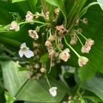 Echinodorus grandiflorus Flor