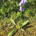 Campanula barbataপাতা