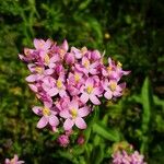 Centaurium erythraea Floare