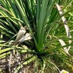Eryngium pandanifolium Feuille