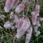 Trifolium arvense Blüte