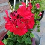 Pelargonium inquinansFleur