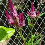 Celosia argenteaFloro