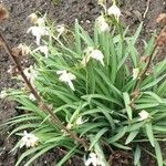 Galanthus nivalisKvět