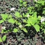 Lantana peduncularis 葉