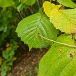 Corylus cornuta 葉