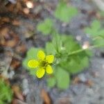 Geum macrophyllumЦвят