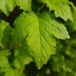 Viburnum opulusFolio