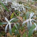 Buddleja sessiliflora Feuille