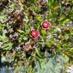 Lampranthus multiradiatus Цвят