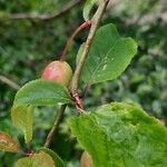 Prunus brigantina Fruto