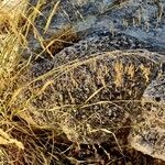 Oloptum miliaceum 果実
