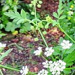 Chaerophyllum temulum Habit